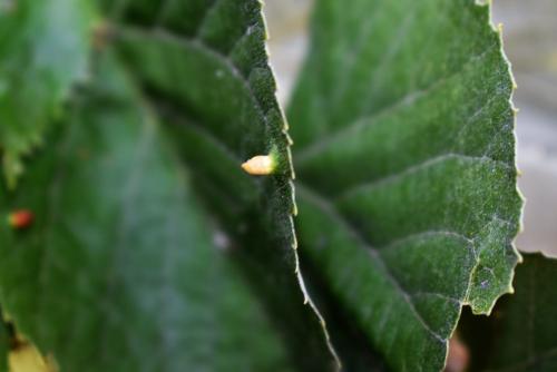 Réf. 347 923 : Eriophyes tiliae